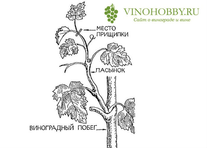 Как прищипывать виноград. Прищипывание пасынков винограда. Прищипывание побегов винограда. Прищипывание винограда летом. Пасынкование винограда летом схема.